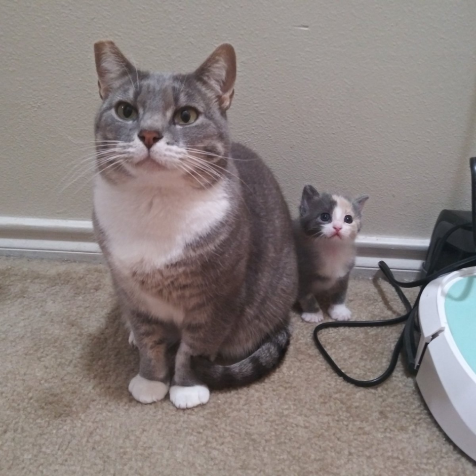 Кошка несет котенка