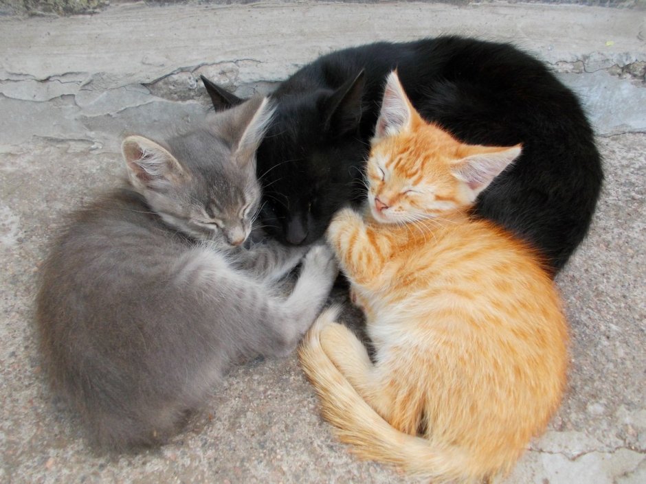 Кошка спит с котенком