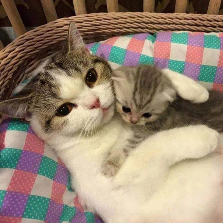 Котики милота
