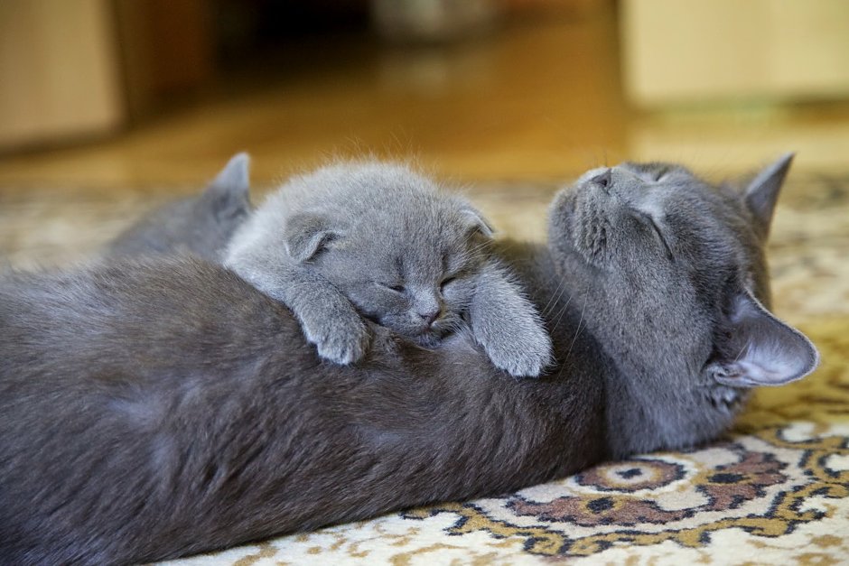 Кот облизывает кошку