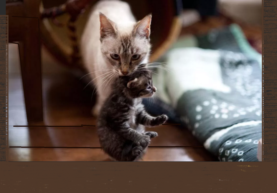 Кошка с котятами