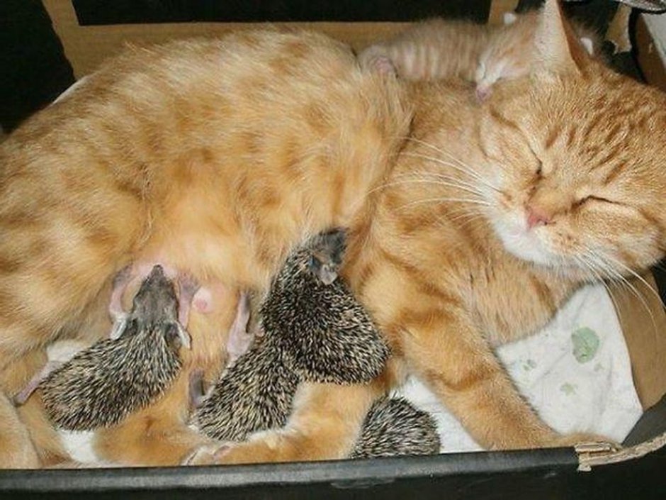 Кошки спят в обнимку