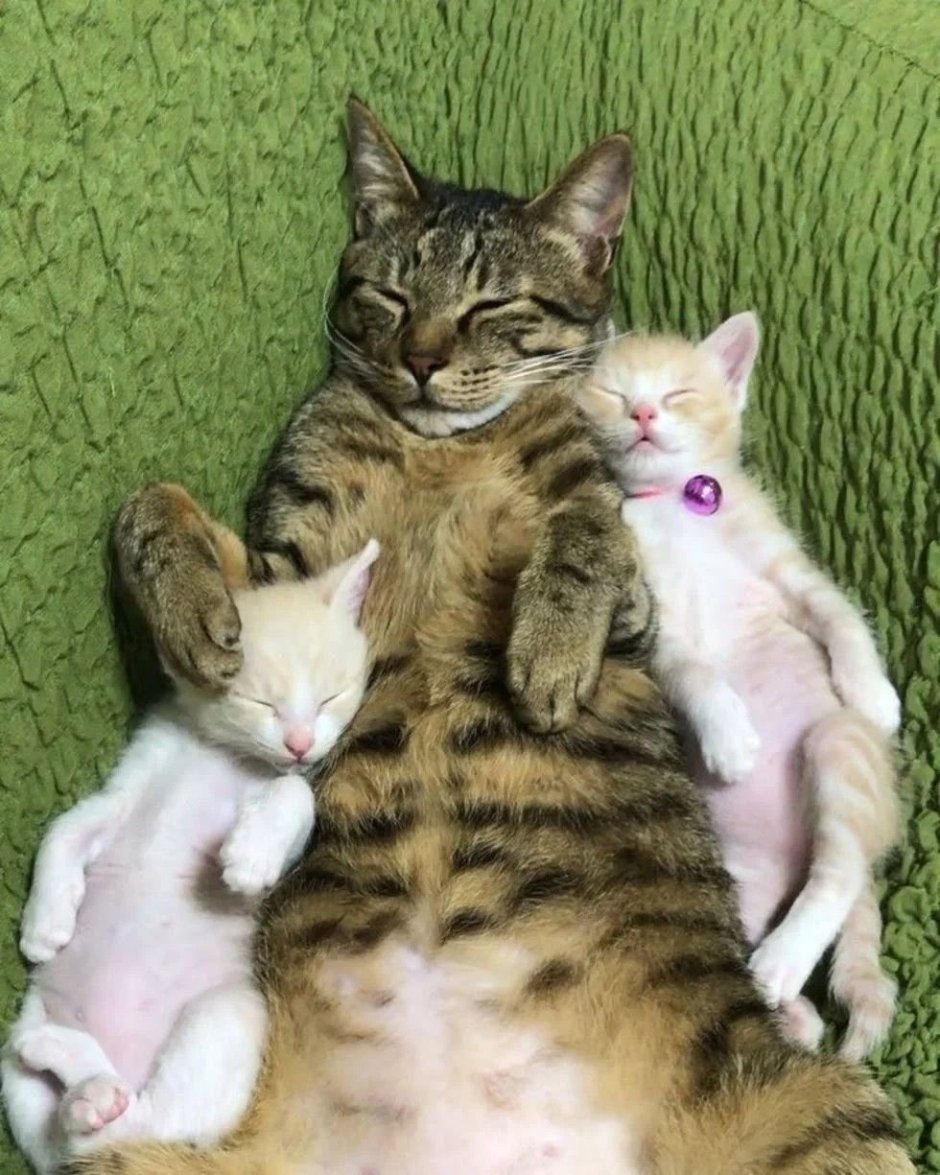 Кошка усыновила ежат