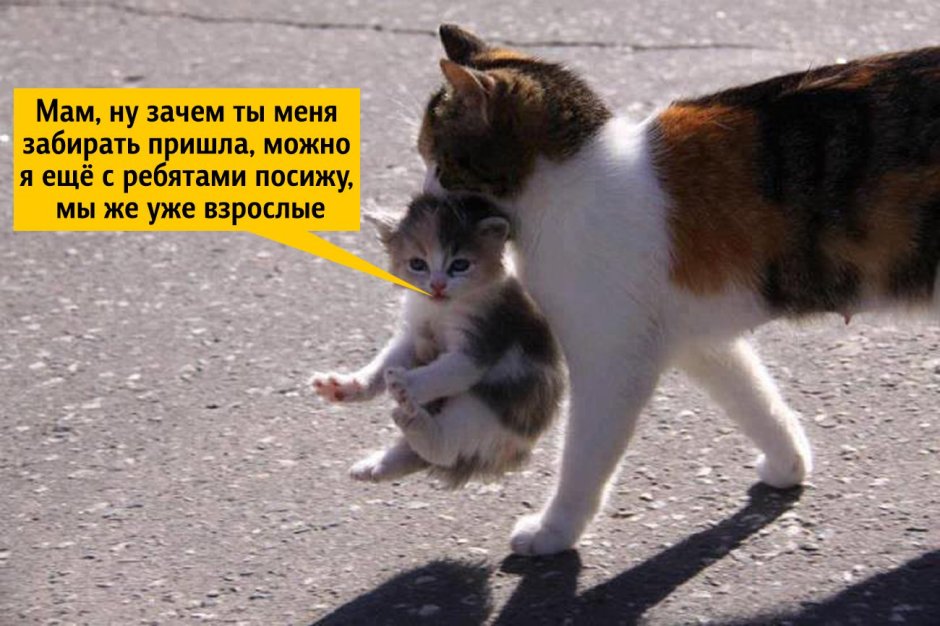 Объятия животных