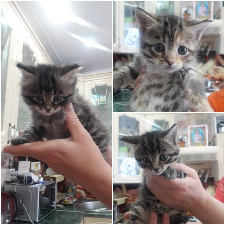 Рыжая кошка с котятами