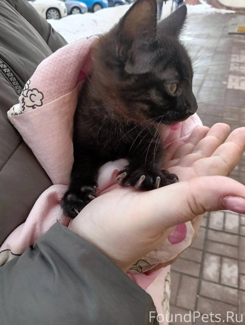 Мама кошка и котенок