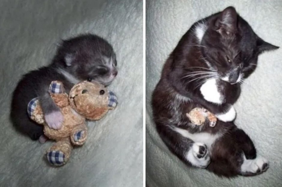 Котята с мамой