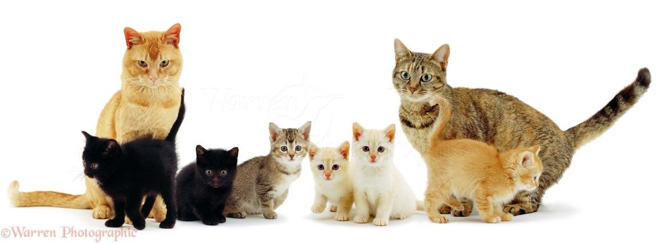 Кошка несет котенка