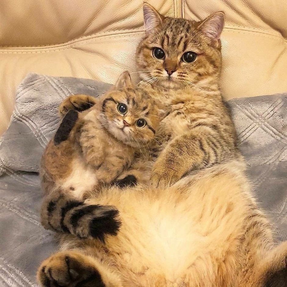 Сенбернар и кот
