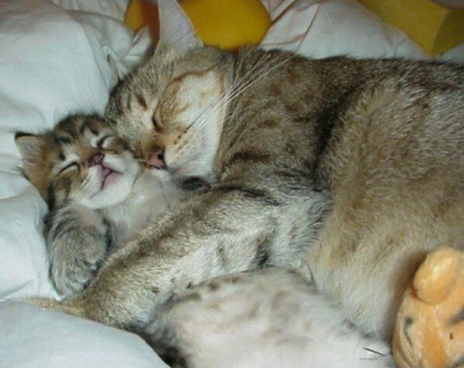Кошачьи бубенчики