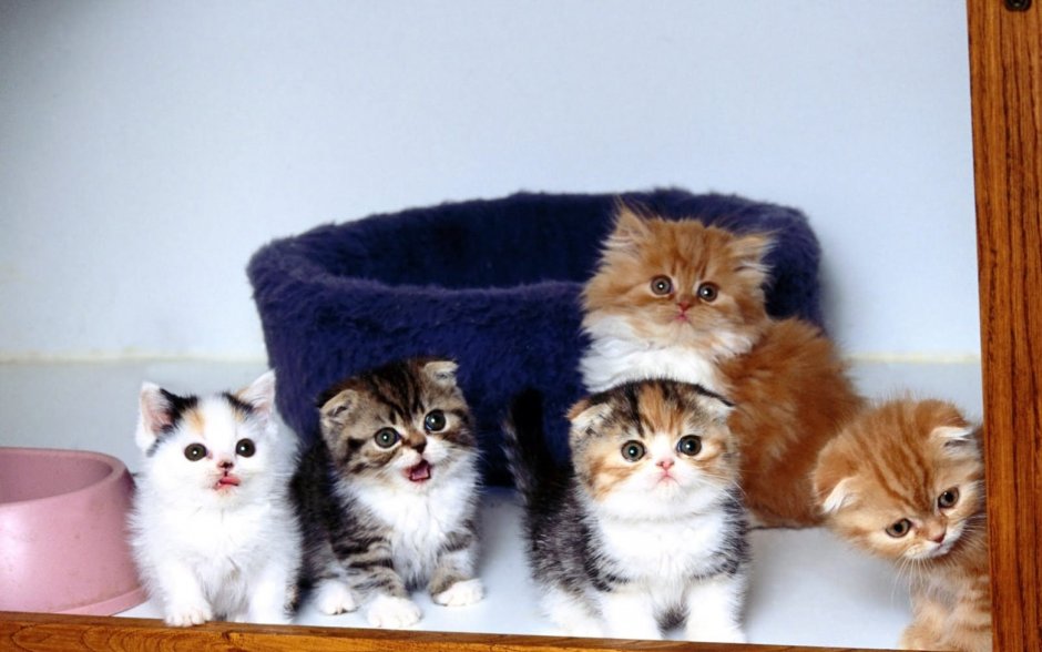 Коты маленькие и взрослые