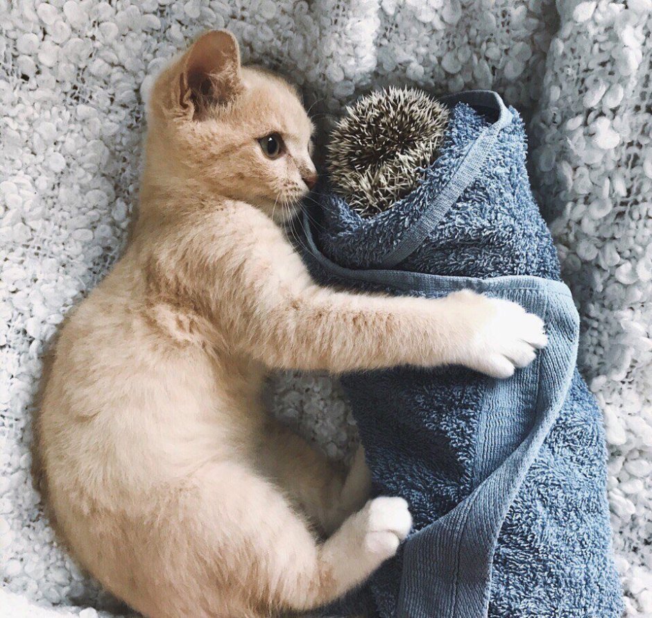 Кошка с котятами