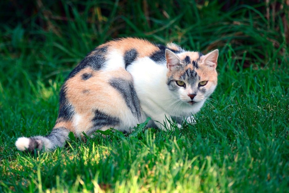 Пестрая кошка