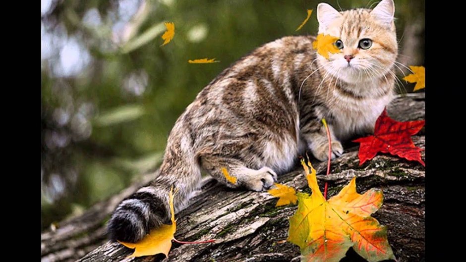 Коты и осень