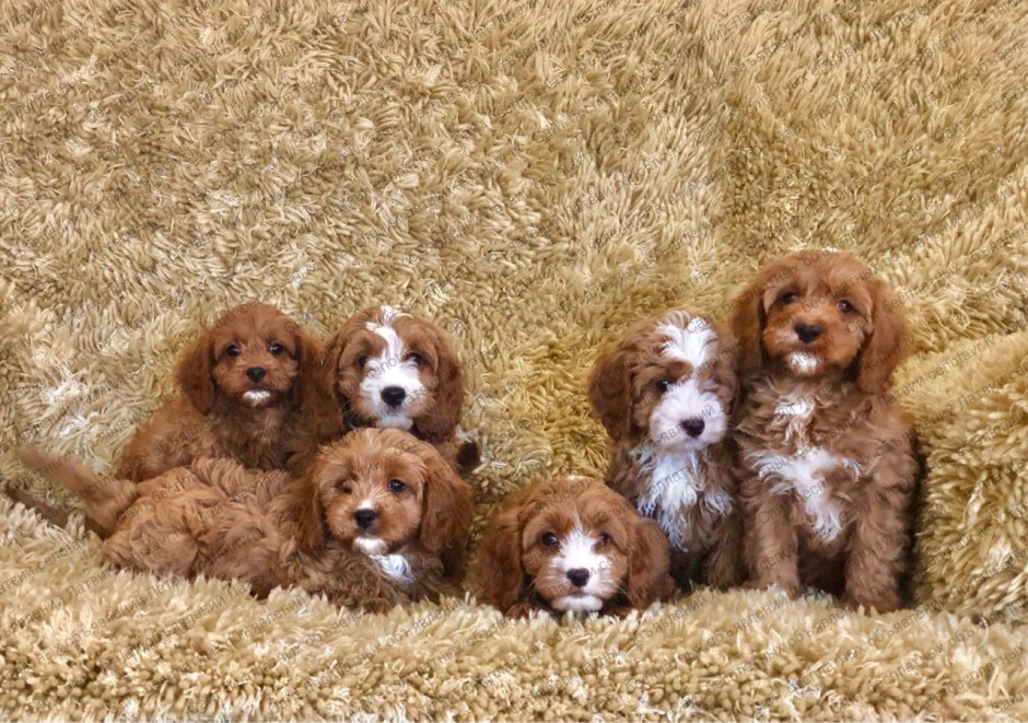 Cavapoo f2
