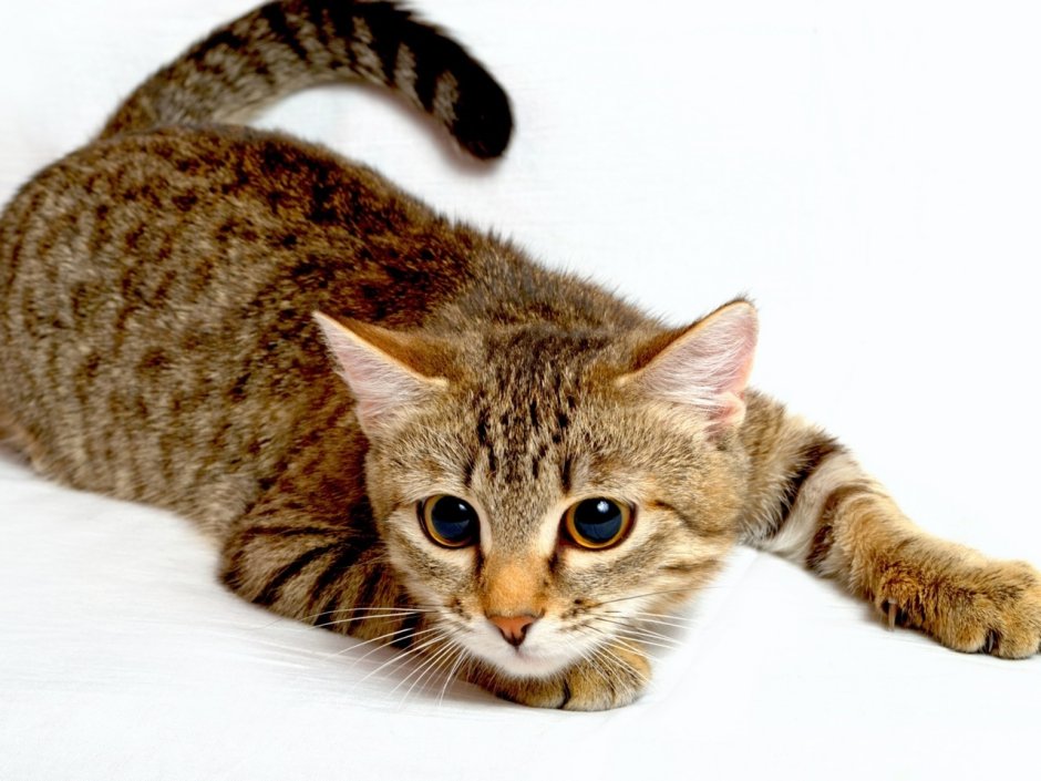 Кошка домашняя