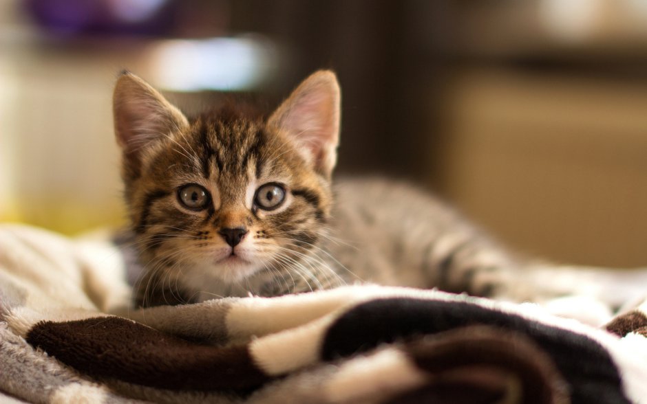 Коричневый полосатый котенок