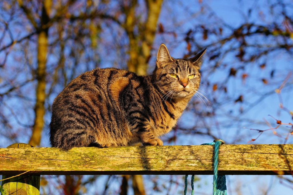Весна коты
