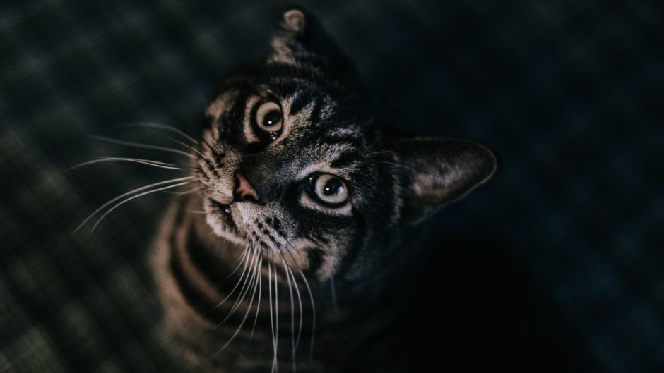 Черный табби кот