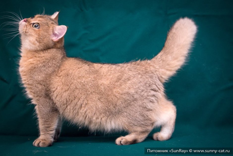 Коротколапая Британская кошка