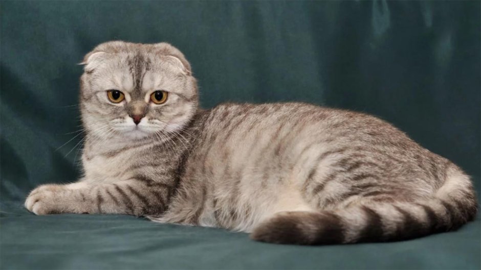 Шотландская вислоухая кошка суслик