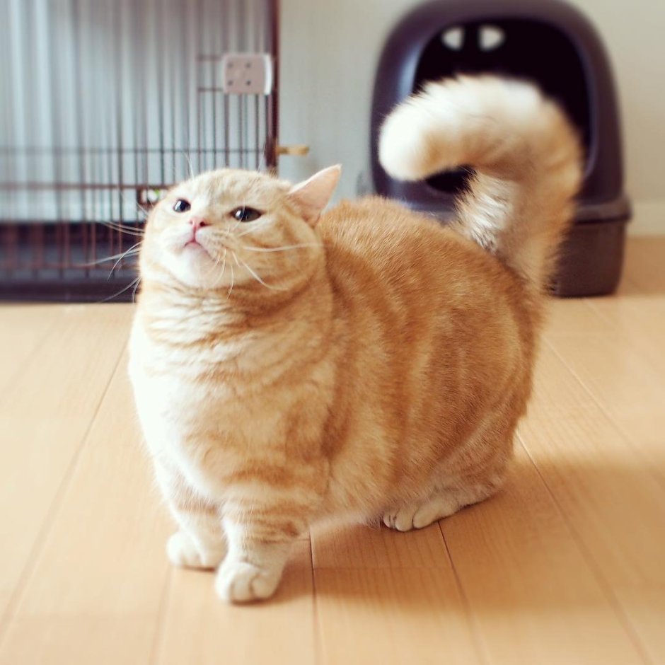 Манчкин шиншилла