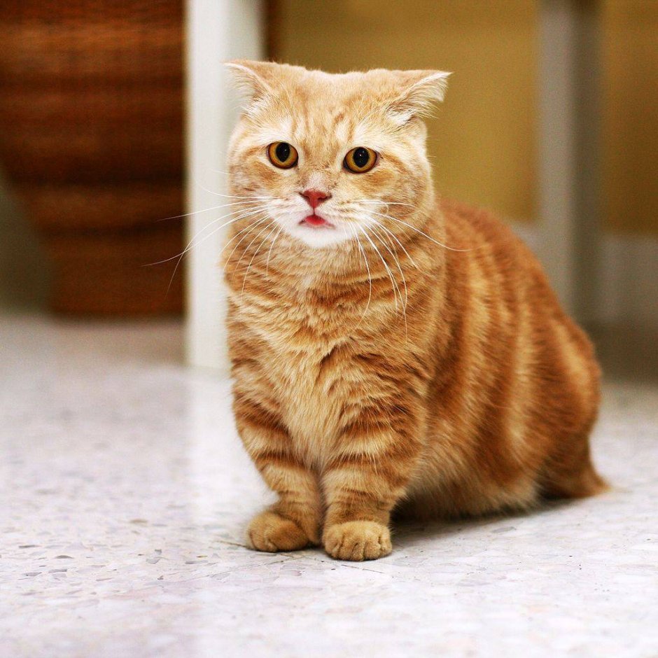 Манчкин кошка вислоухая