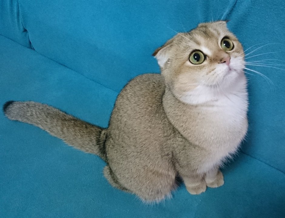 Рэгдолл Манчкин