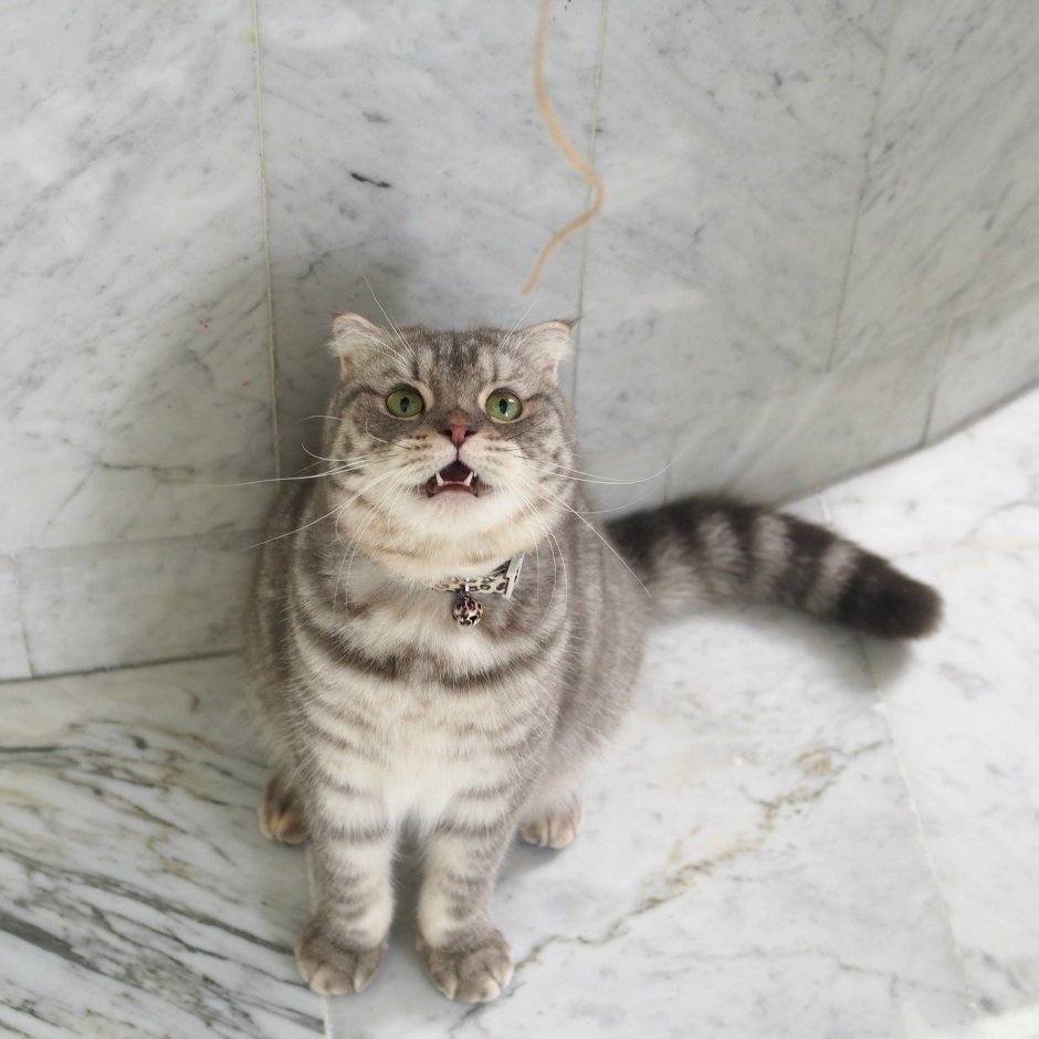 Манчкин скоттиш-фолд табби