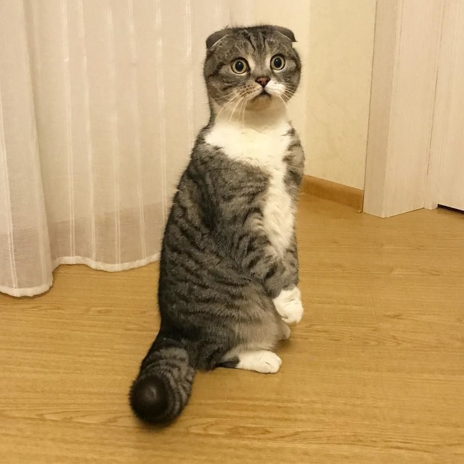 Манчкин вислоухий