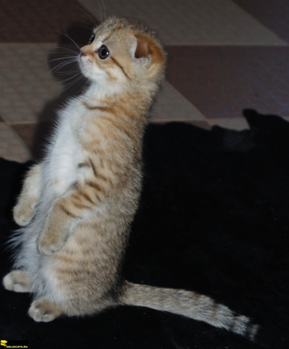 Манчкин кот вислоухий белый