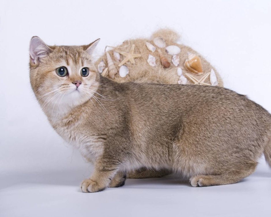Манчкин кошка