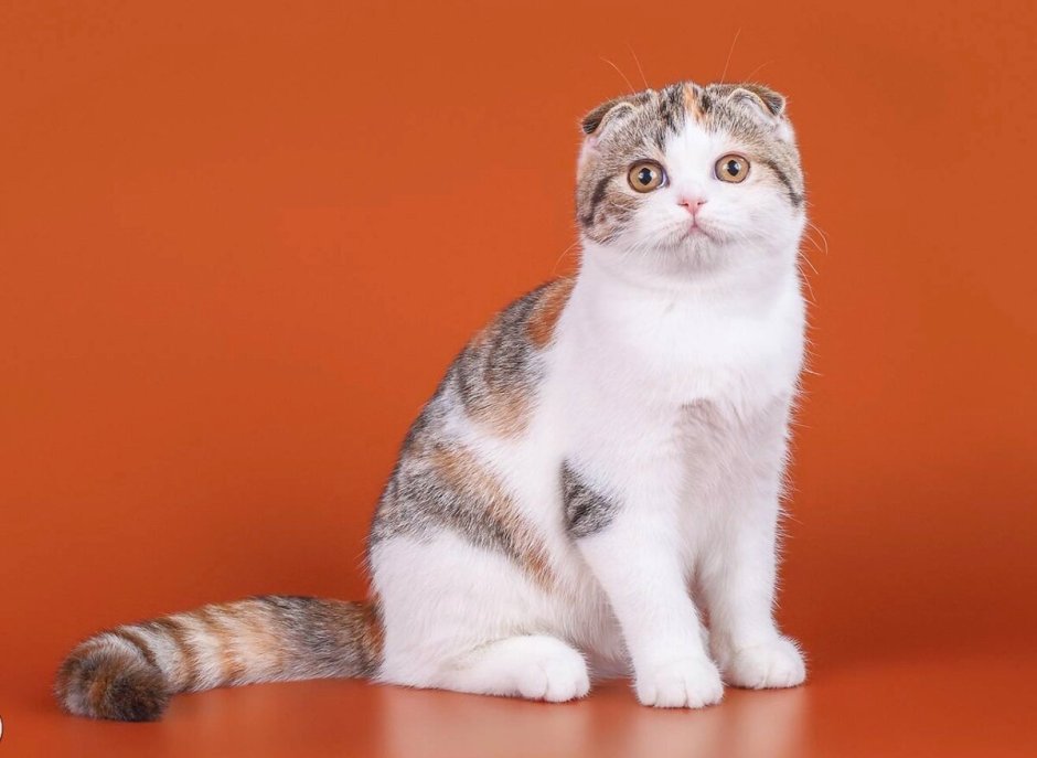 Манчкин кот вислоухий белый