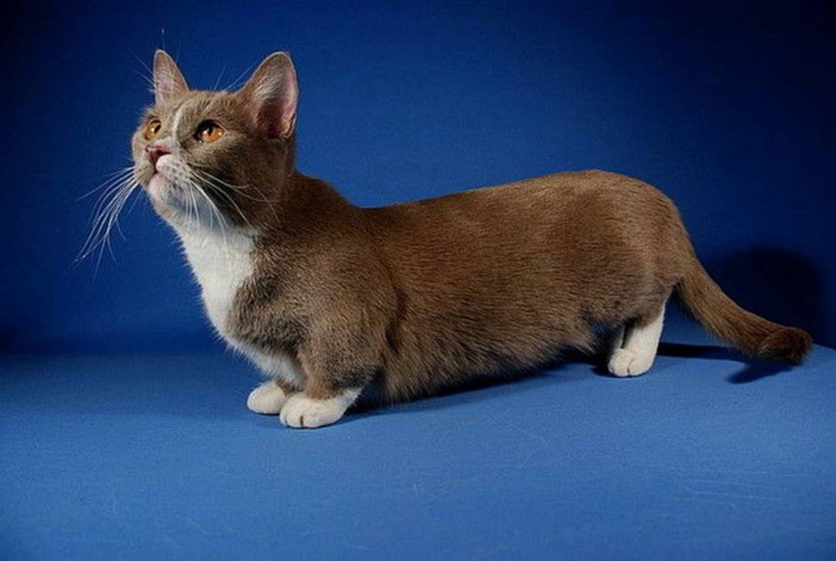 Скоттиш-фолд Шотландская вислоухая кошка белый
