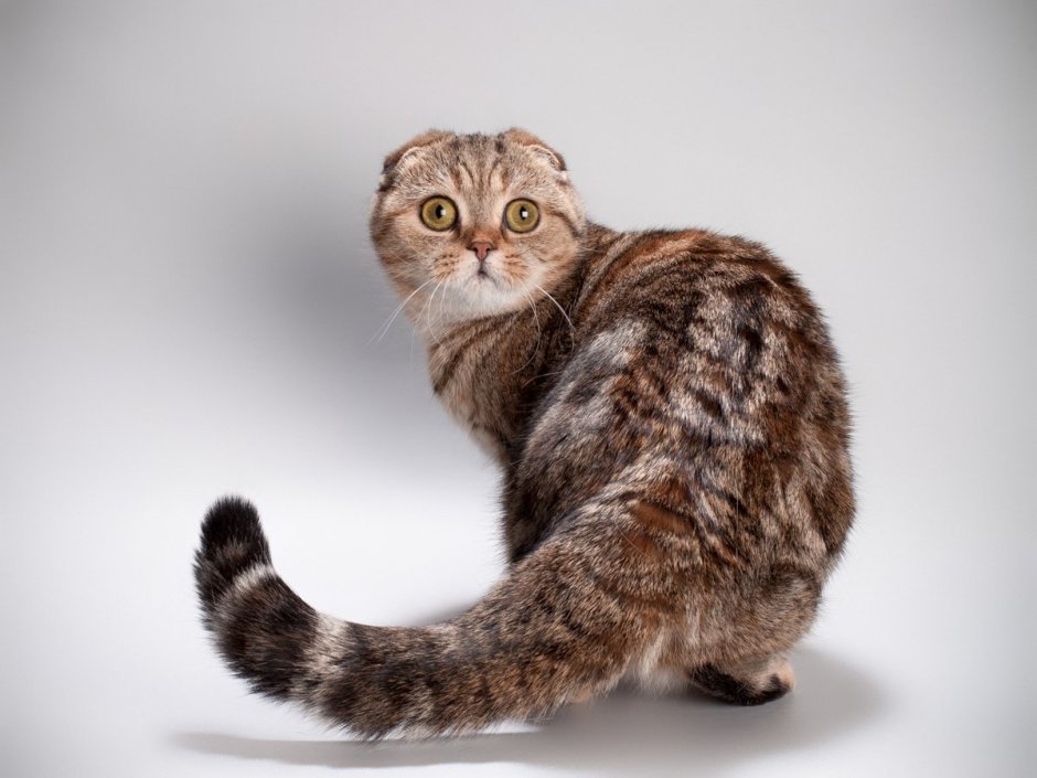 Скоттиш фолд полосатый