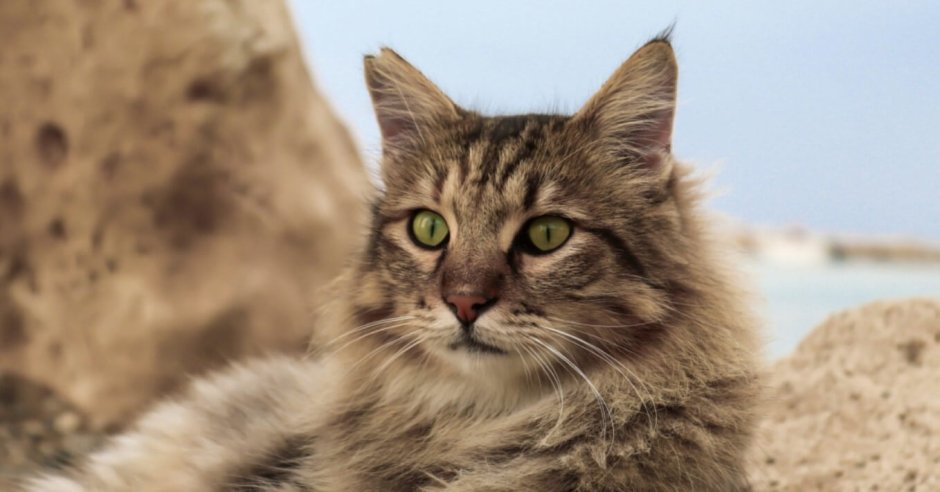 Немецкая кошка фото