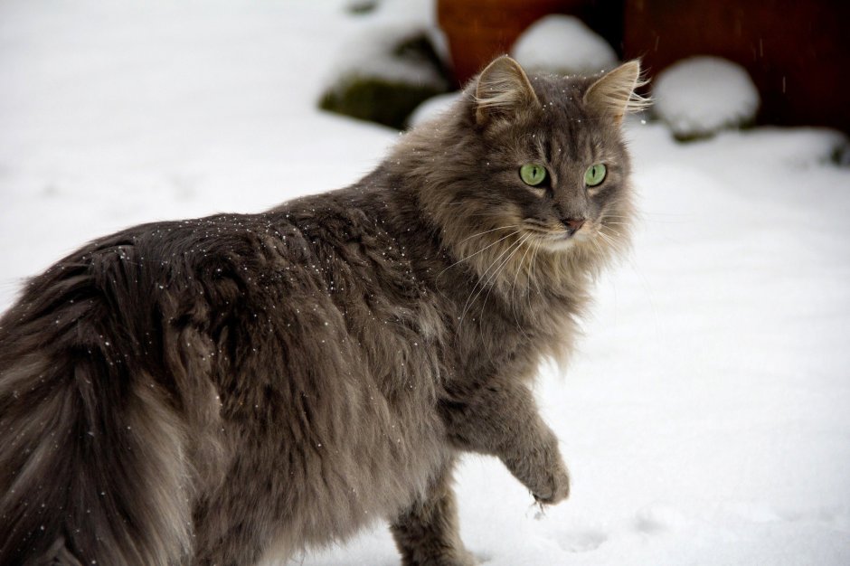 Сибирский кот серый