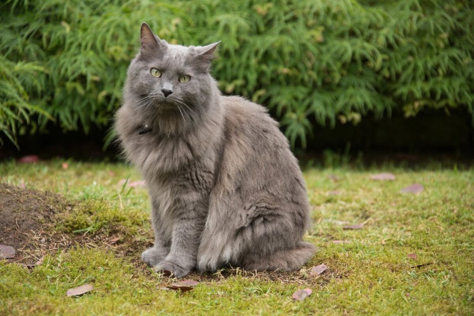 Черные пушистые коты