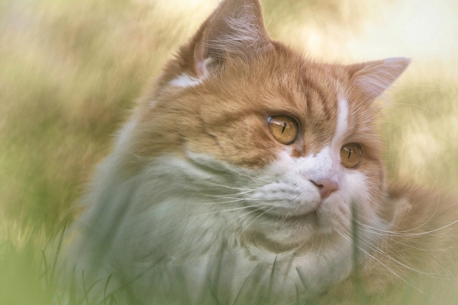 Норвежская Лесная кошка черепаховая