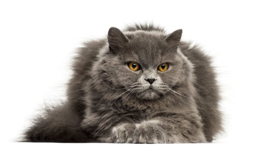 Норвежская длинношерстная Лесная кошка