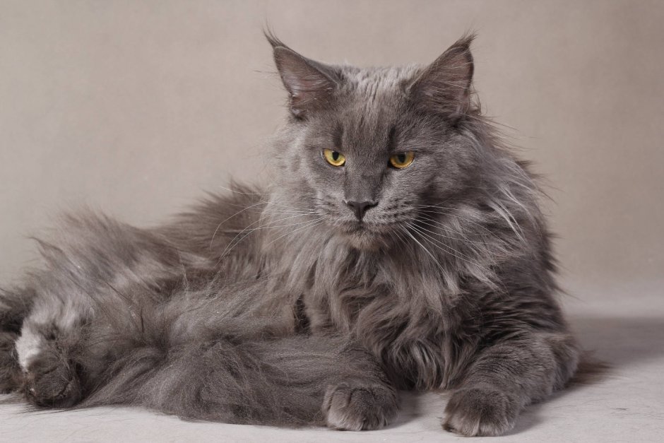 Котенок Мейн кун шерсть