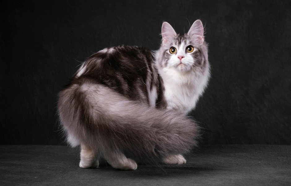 Нибелунг кошка