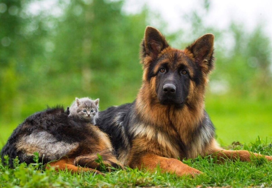 Небелунгская кошка