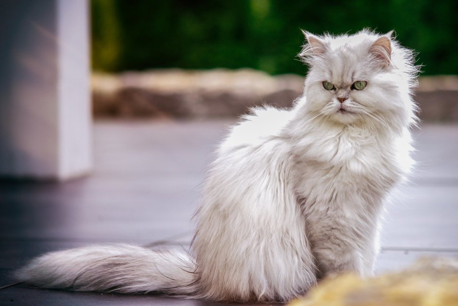 Русская голубая кошка Нибелунг