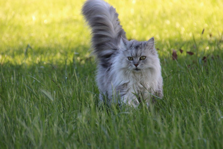 Немецкая домашняя кошка