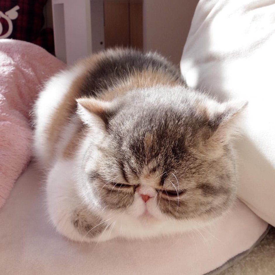 Экзот кошка серая