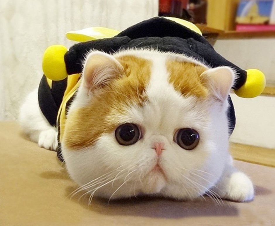 Кот Снупи