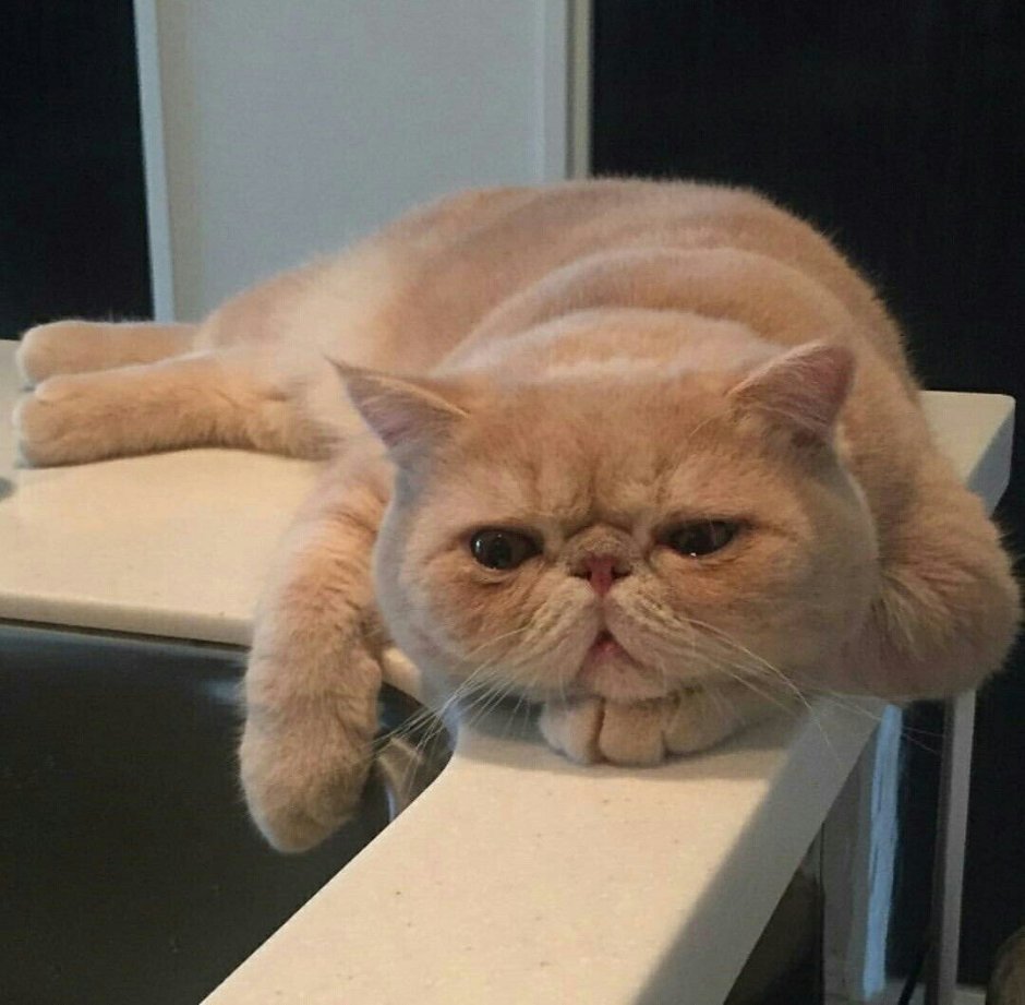 Грустный кот экзот