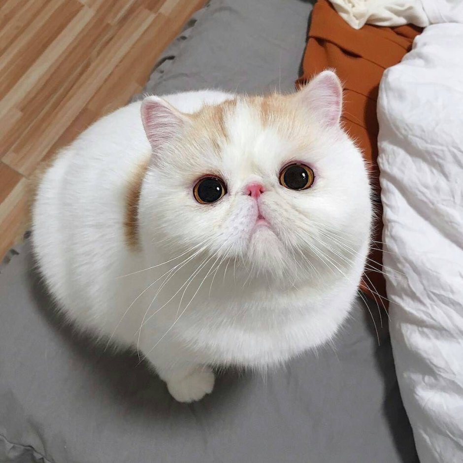 Вислоухий экзот