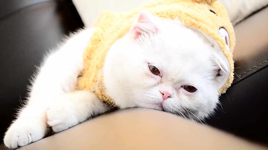 Кошка с милыми глазками